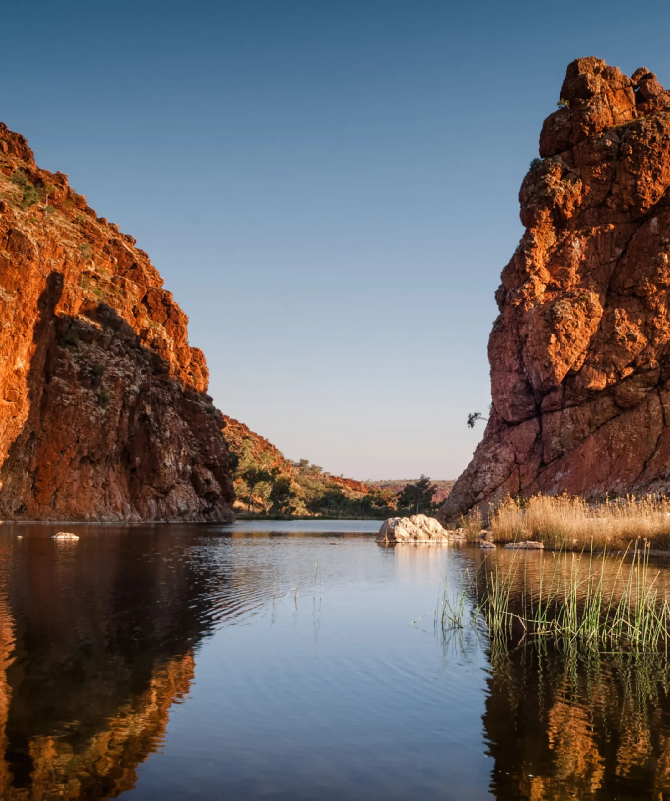 active wildlife, Larapinta