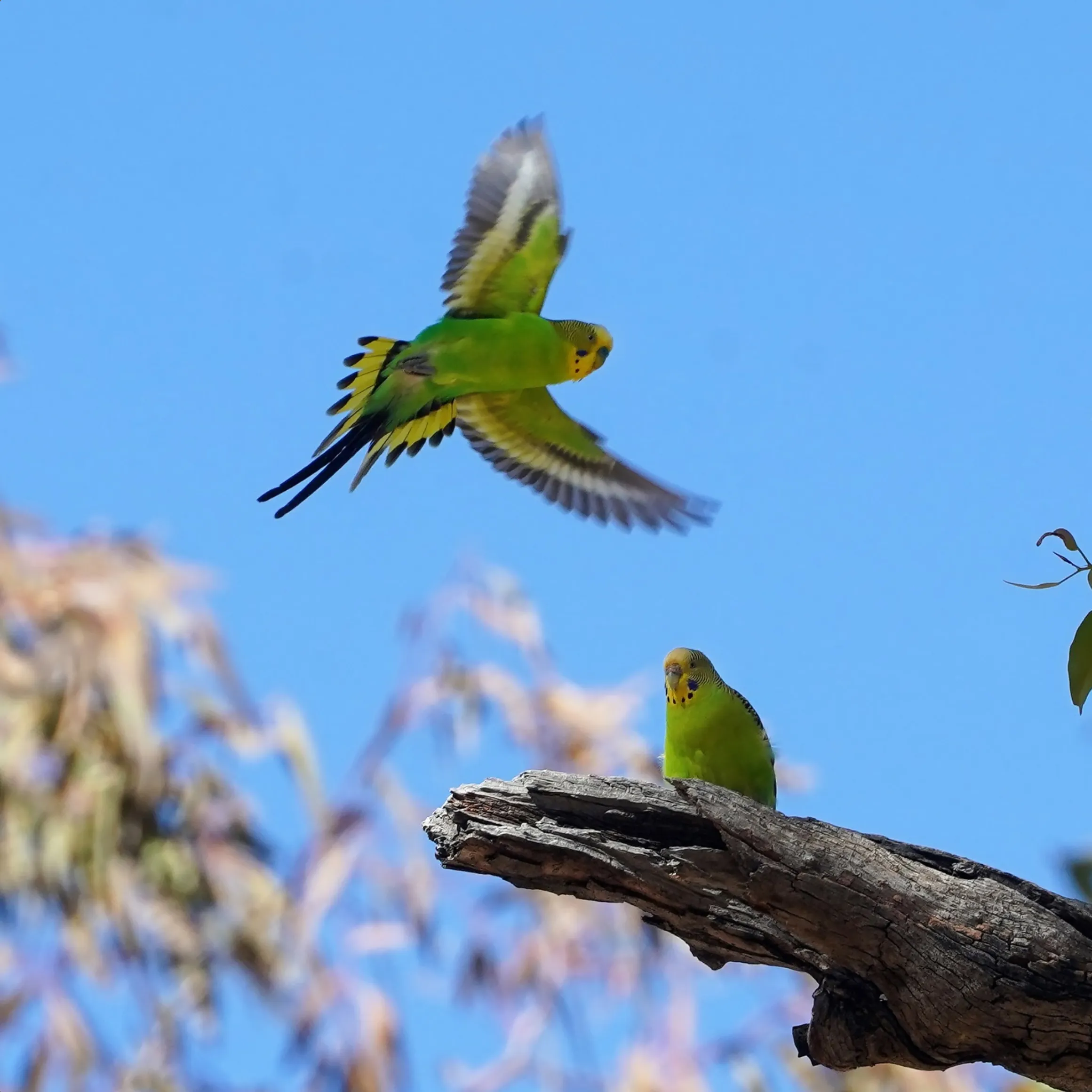 little birds, Larapinta