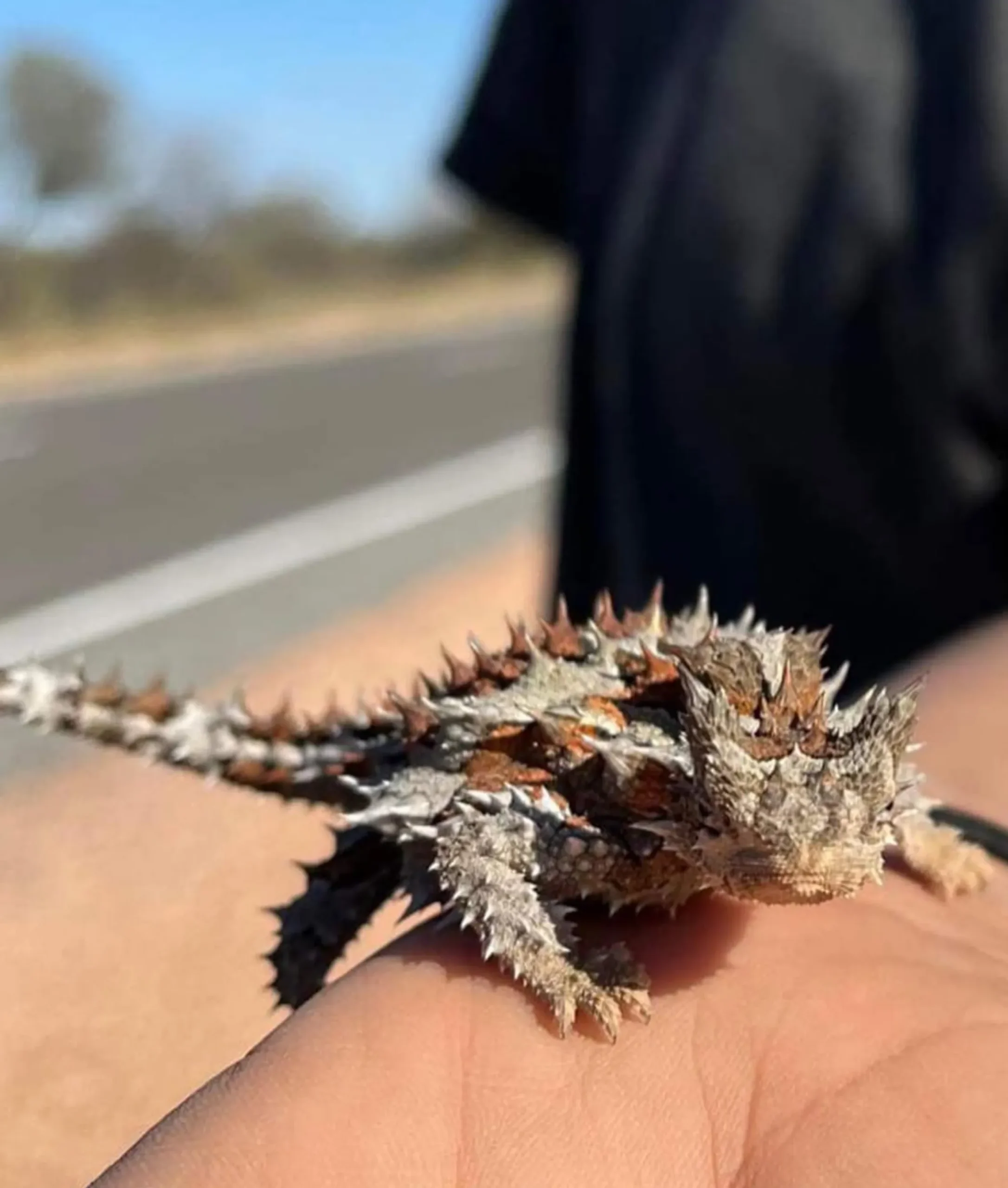 unique wildlife, Larapinta