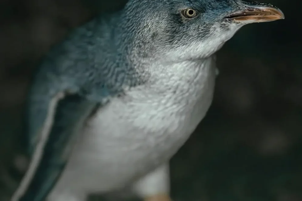 How Much Are Penguin Parade Tickets?