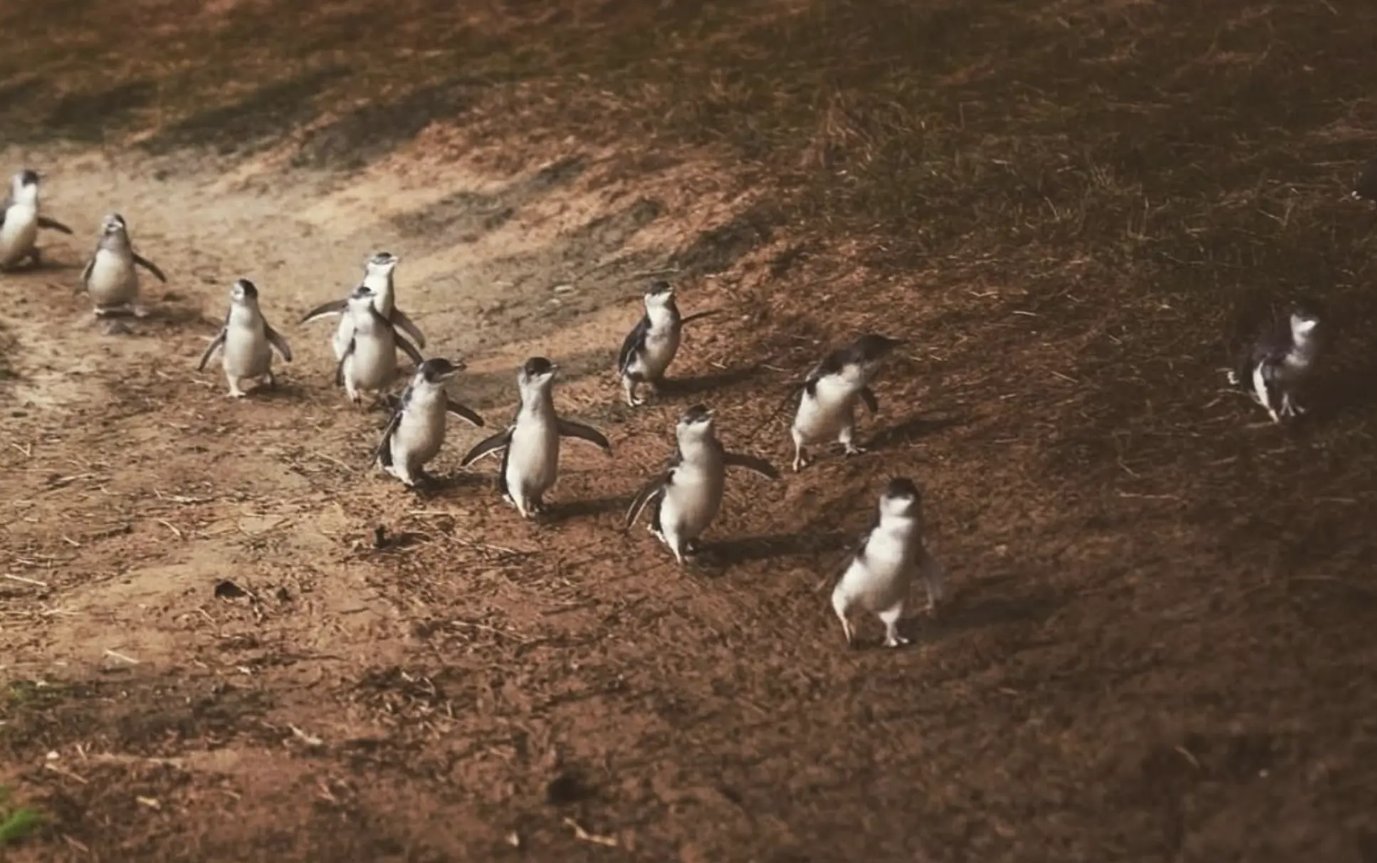 is the penguin parade worth it