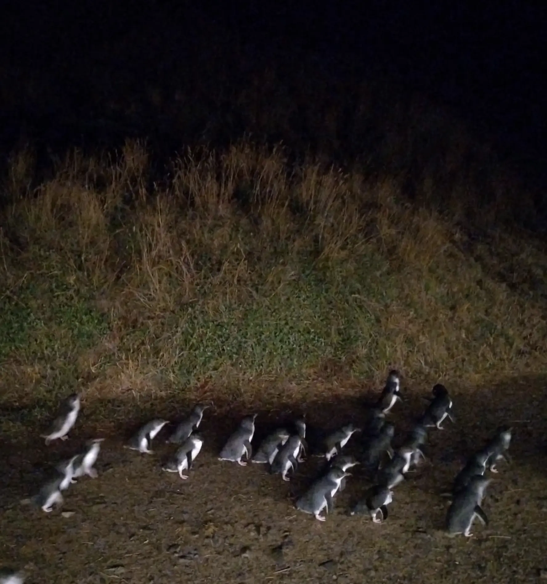 penguin parade prices