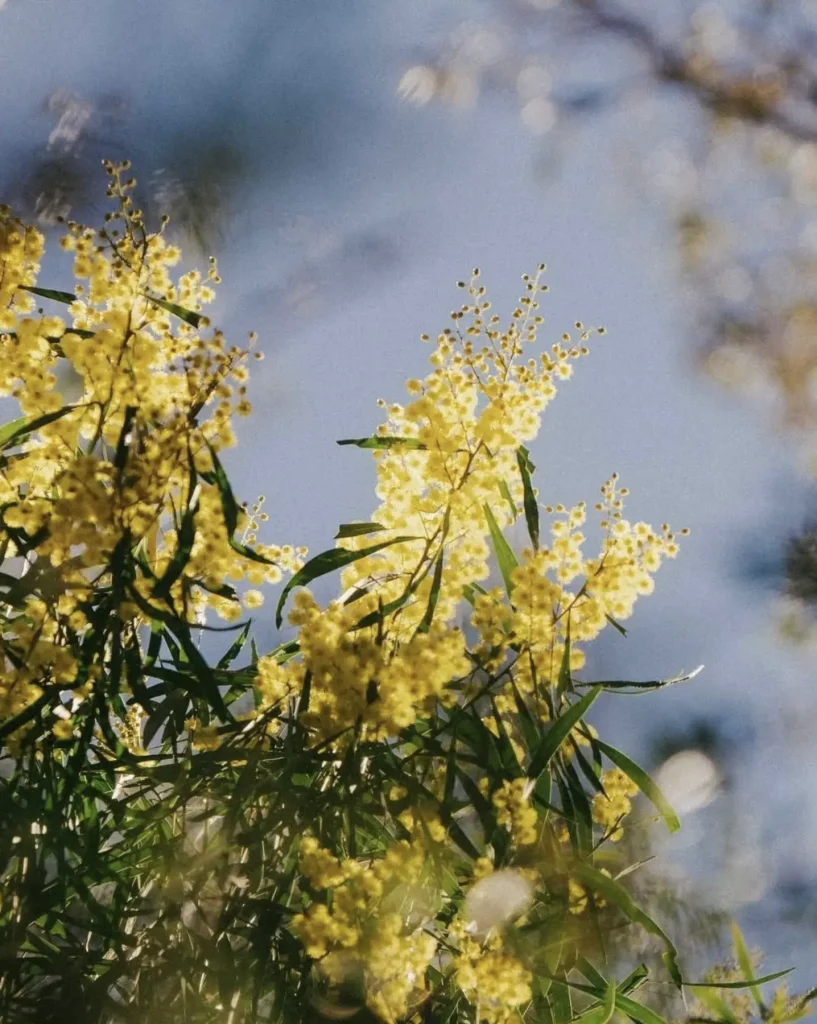 Wildflowers Versus Farms And Gardens